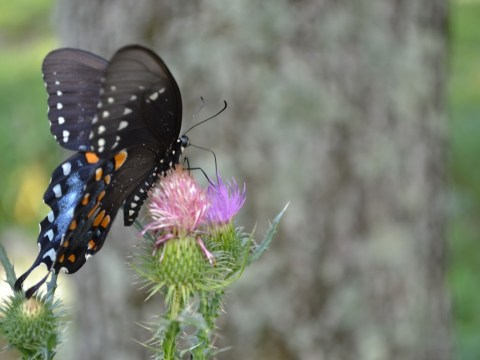 Swallowtail Butterfly on Thistle
