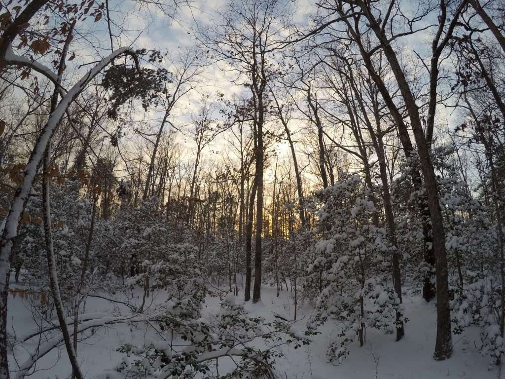 Snowy Woods