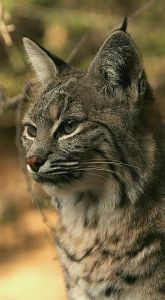 330px-bobcat_lynx_rufus