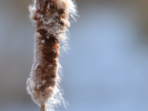 Cattail Fluff