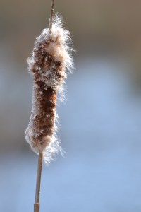Cattail Fluff