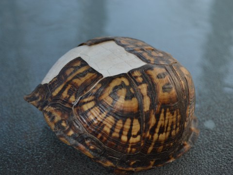 Dead Box Turtle Shell