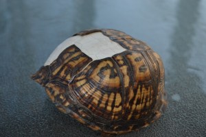 Dead Box Turtle Shell