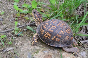 Eastern Box Turtle