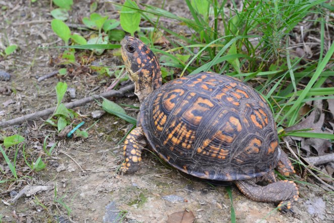 Eastern Box Turtle