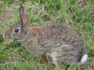 1024px-Wild_rabbit_us