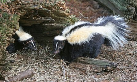 800px-striped_skunk