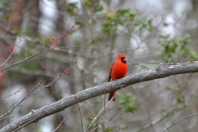 Northern Cardinal (Male)