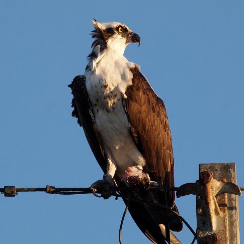 1024px-Osprey-27527-1