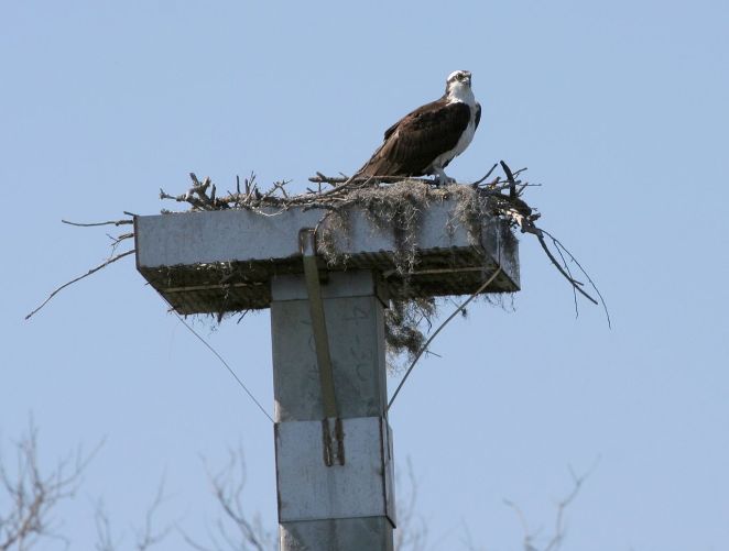 Osprey Nest