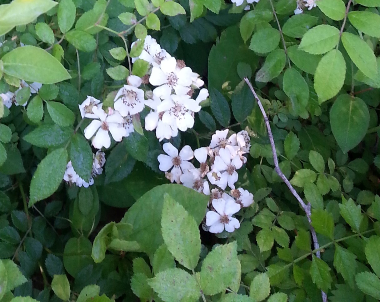 20170509_080525-crop