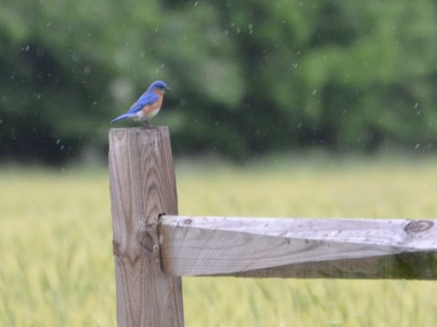 Eastern Bluebird