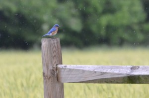 Eastern Bluebird