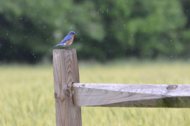 Eastern Bluebird