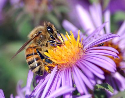 608px-European_honey_bee_extracts_nectar