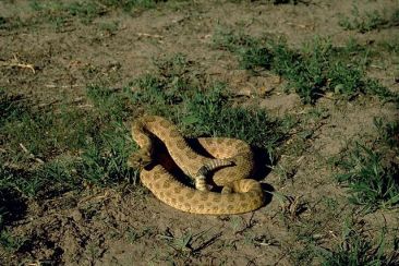 640px-Prairie_rattlesnake_crotalus_viridis