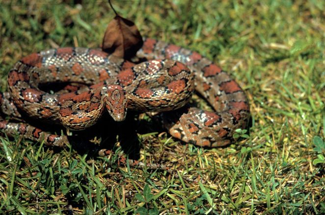 Corn_Snake,_NPSPhoto_(9255026919)