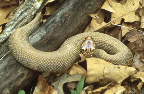 Cottonmouth_Snake,_Gaping