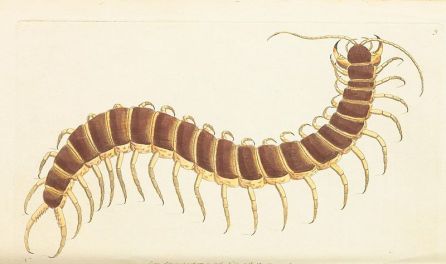 The_Naturalist's_Miscellany_Vol.1_Centipede
