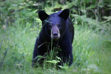 1024px-American_black_bear_ursus_americanus