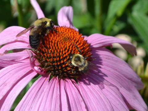 Bumblebees on Daisy