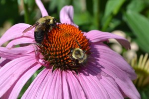 Bumblebees on Daisy