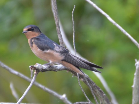 Barn Swallow