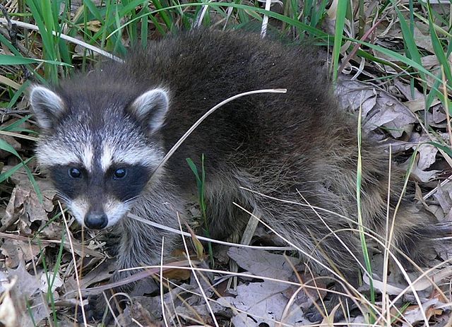 640px-Common_Raccoon_(Procyon_lotor)_in_Northwest_Indiana