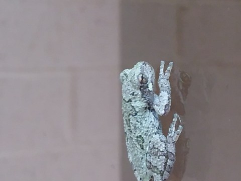 Grey Tree Frog