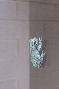 Grey Tree Frog