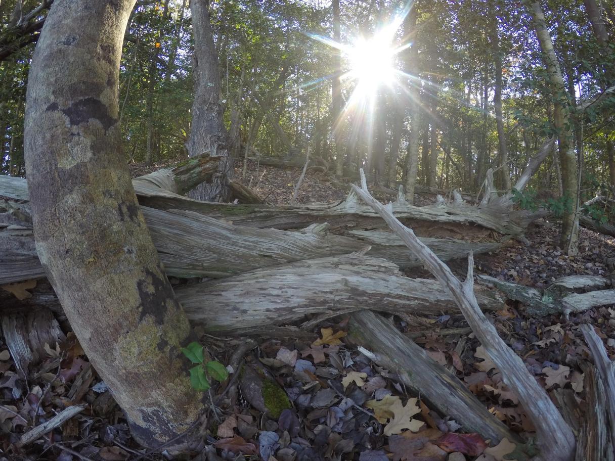 DCIM100GOPROG0043885.