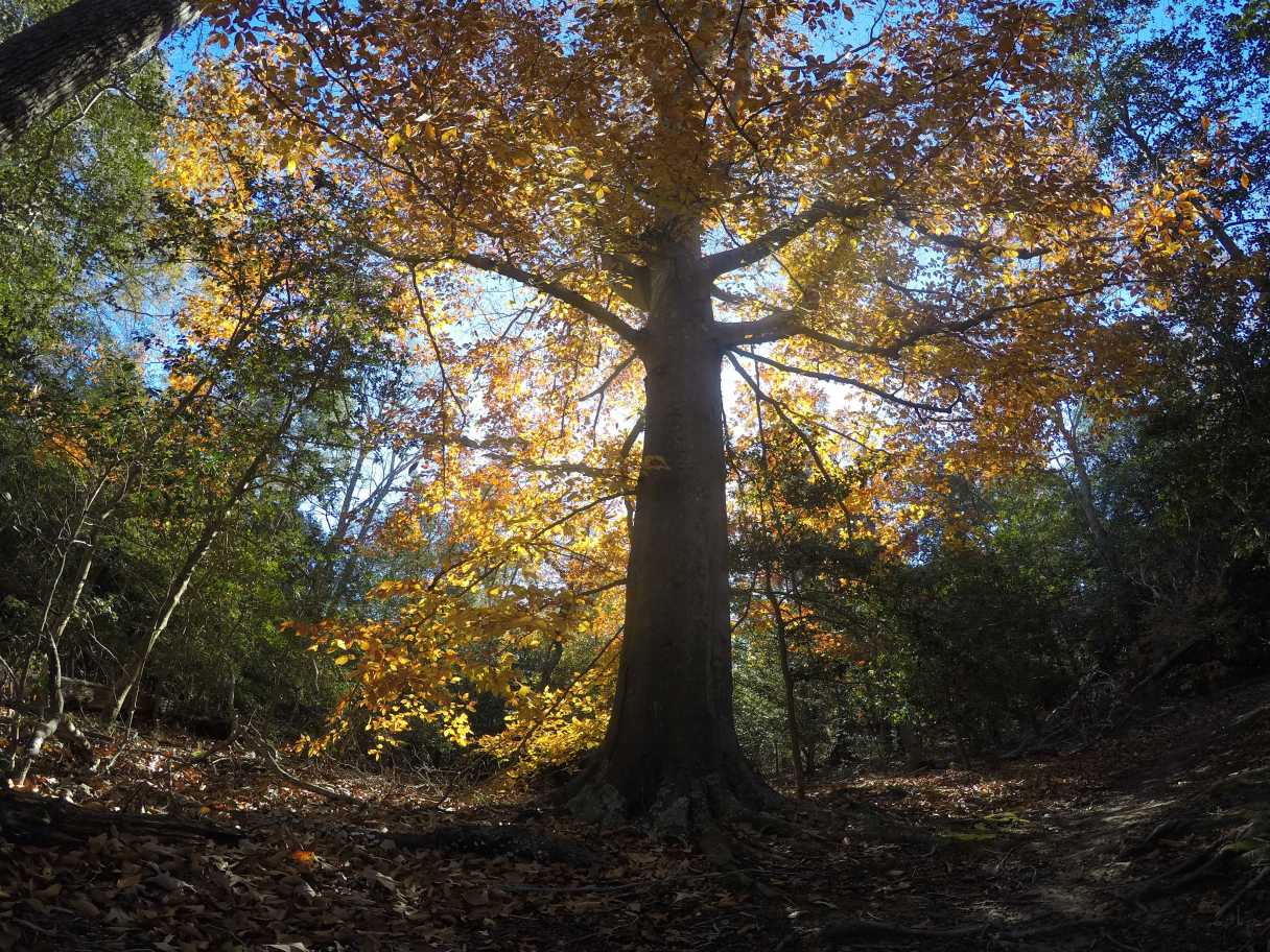 DCIM100GOPROG0083928.