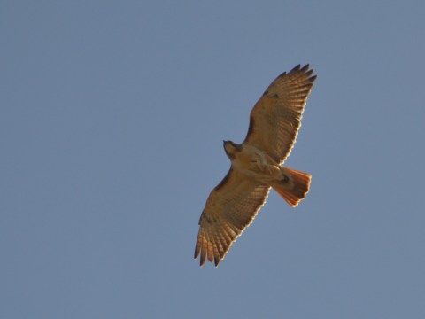 Red-Tailed Hawk