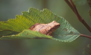 USFS Spring Peeper on Alder Leaf