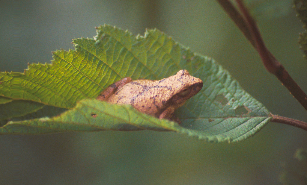 USFS Spring Peeper on Alder Leaf