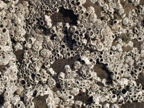 Barnacles.jpg