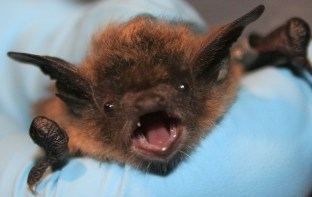 1024px-Little_brown_bat_face_closeup
