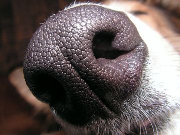 dogs_nose