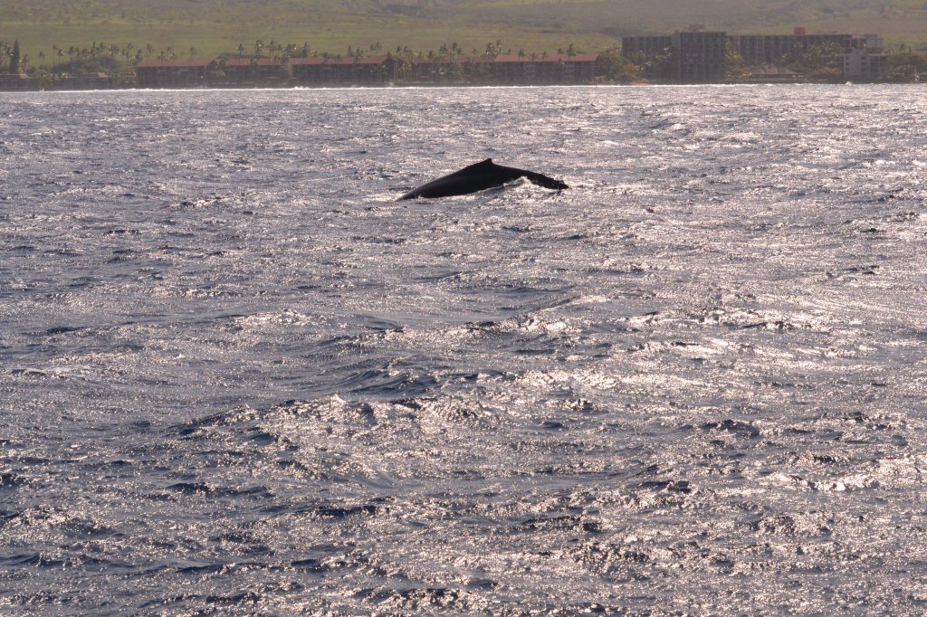 Humpback on surface