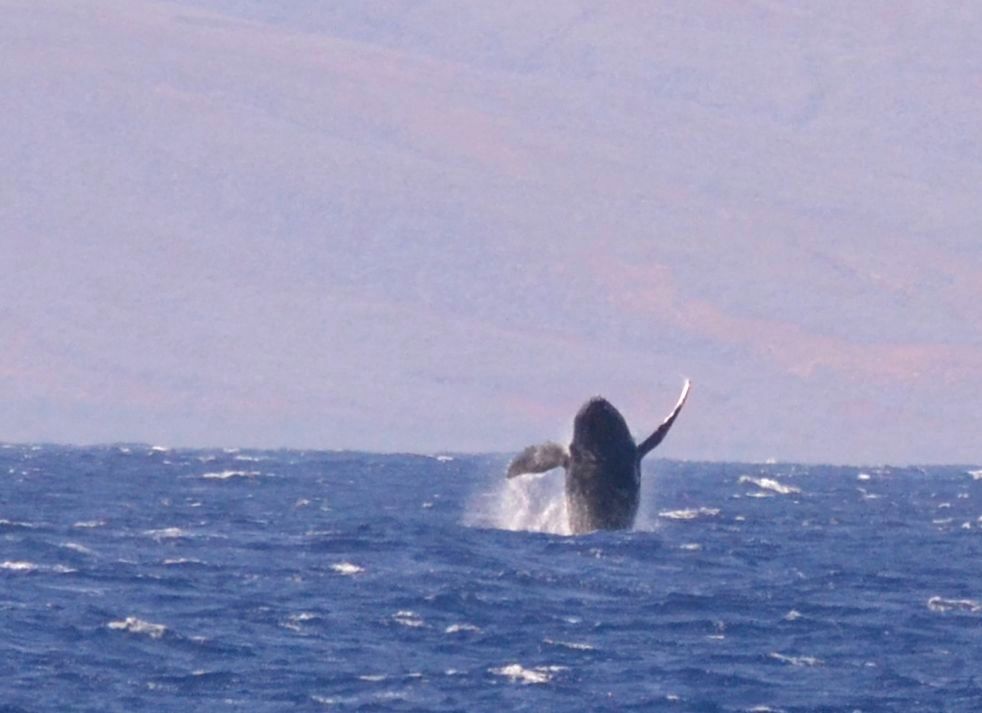 Humpback Breach 1