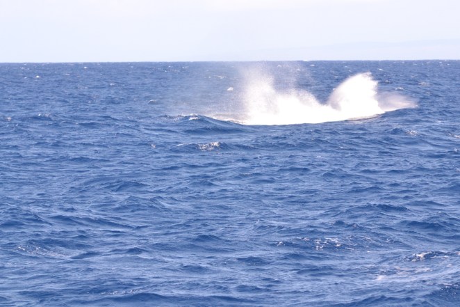 Humpback splash