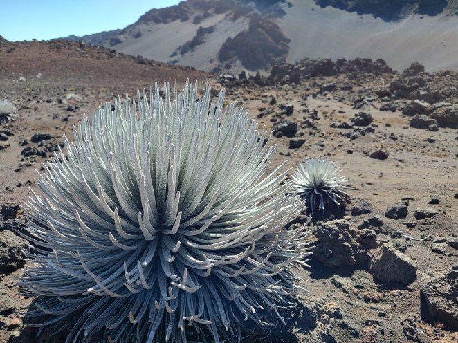 'Ahinahina (Silversword)