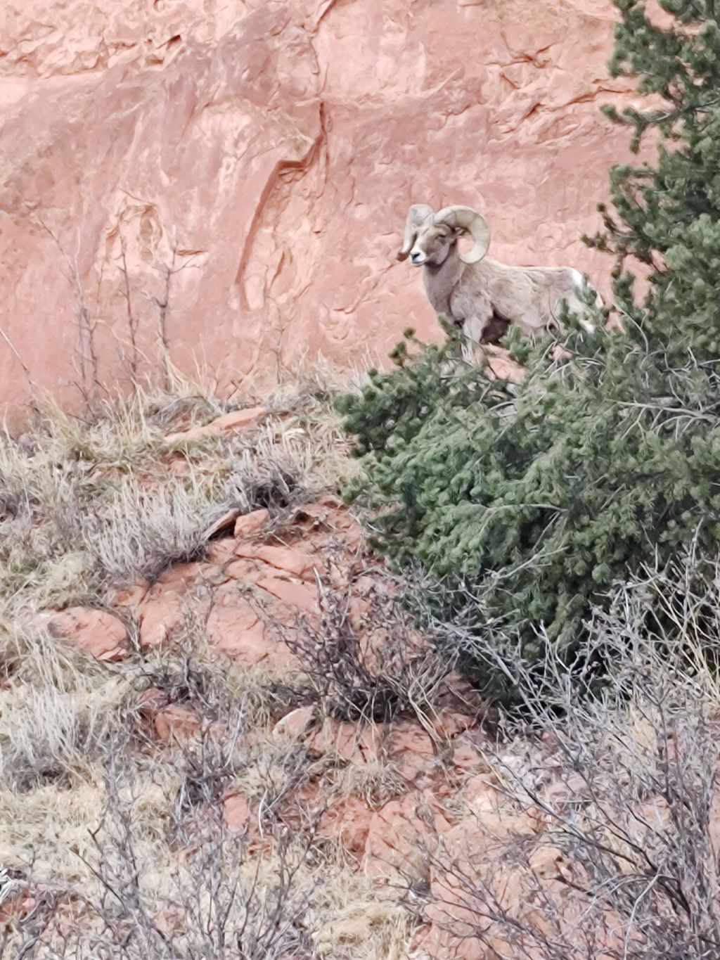 Bighorn Sheep 3