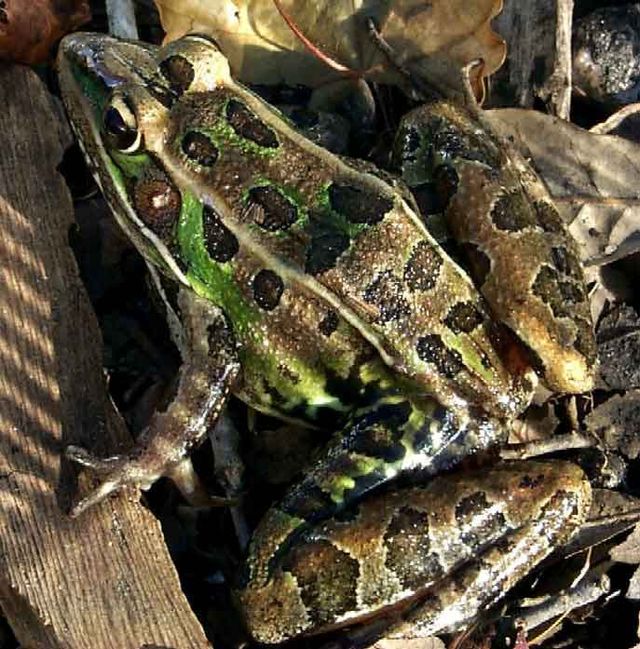Southern Leopard Frog
