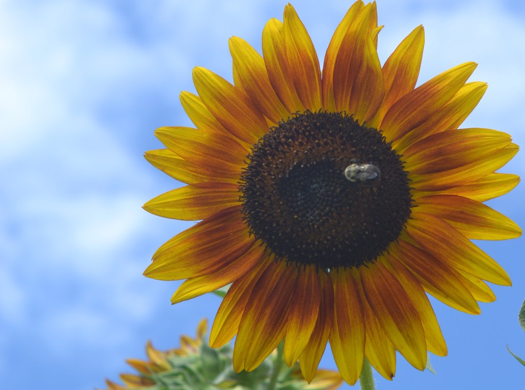 Reddish Flower With Bumblebee