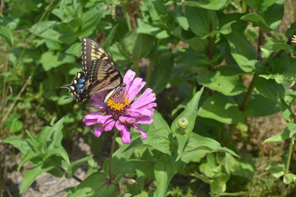 Tiger Swallowtail (Papilio glaucus) on a Pink / Purple Zinnia