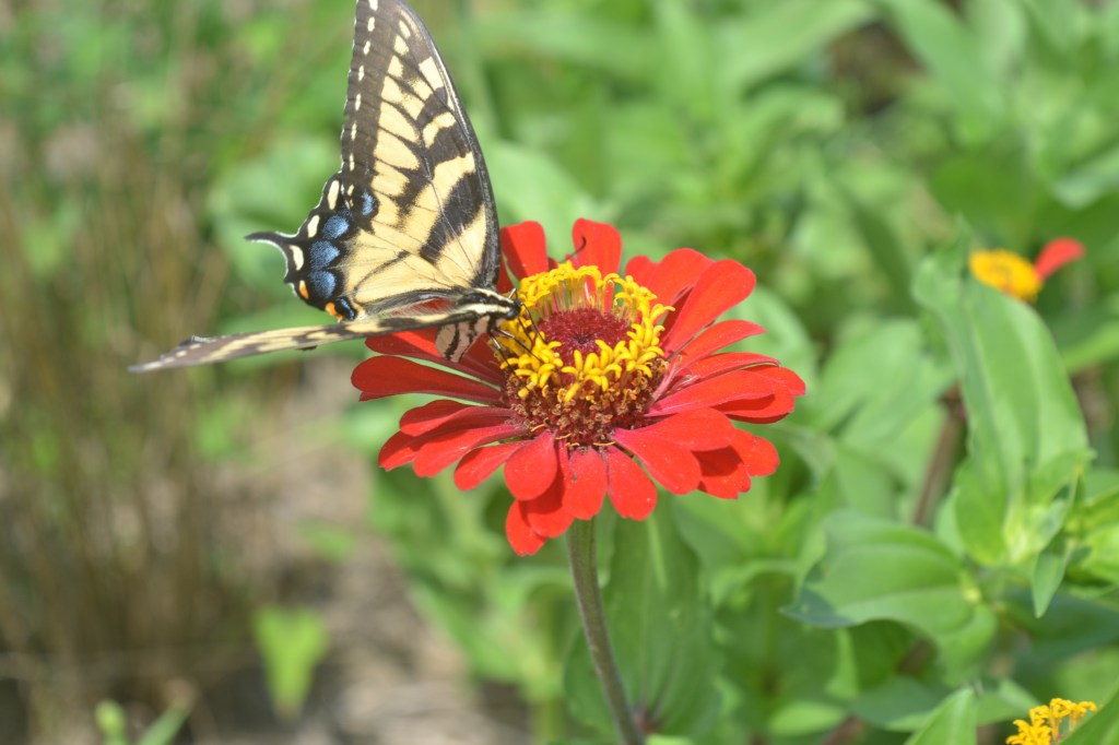 Tiger Swallowtail (Papilio glaucus) on a Red Zinnia